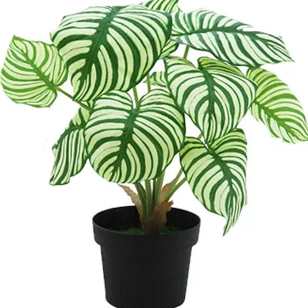 RETIF Calathea Dans Pot H42Cm