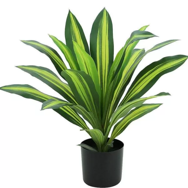 RETIF Dracena Dans Pot 13Cm H50Cm