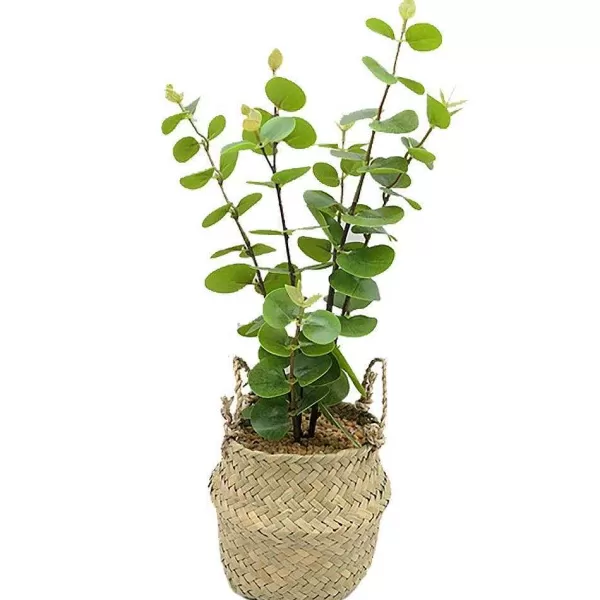 RETIF Eucalyptus Avec Cache-Pot Osier H40Cm