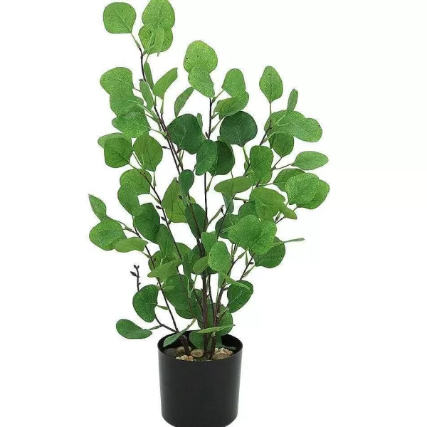 RETIF Eucalyptus Vert Dans Pot H60Cm