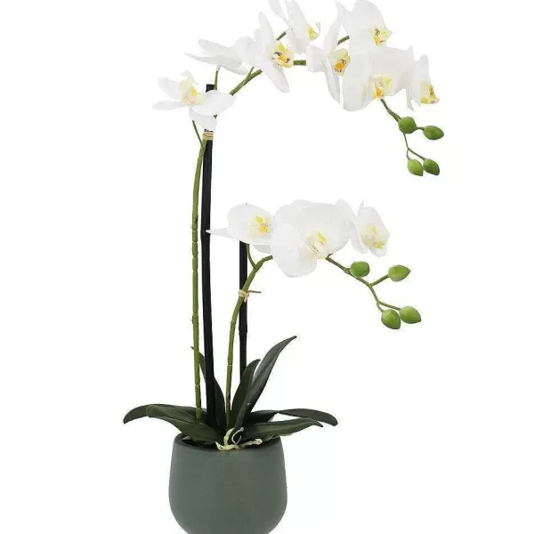 RETIF Orchid E "Toucher Naturel" Dans Pot H51Cm