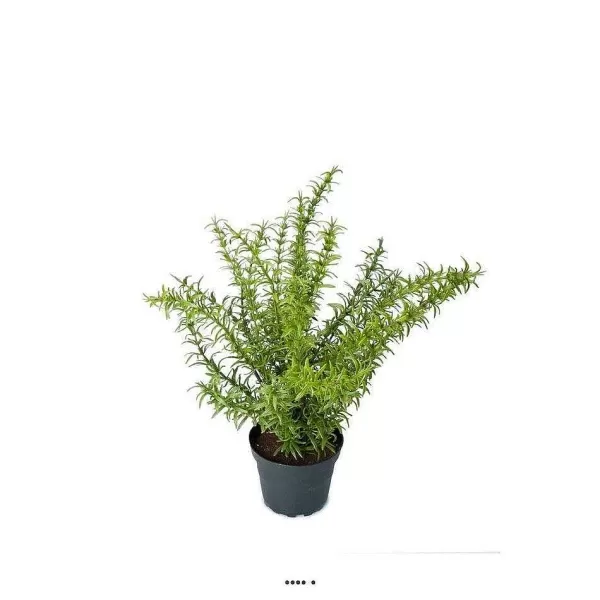 RETIF Romarin Artificiel Herbe Aromatique En Pot H35Cm 28Cm