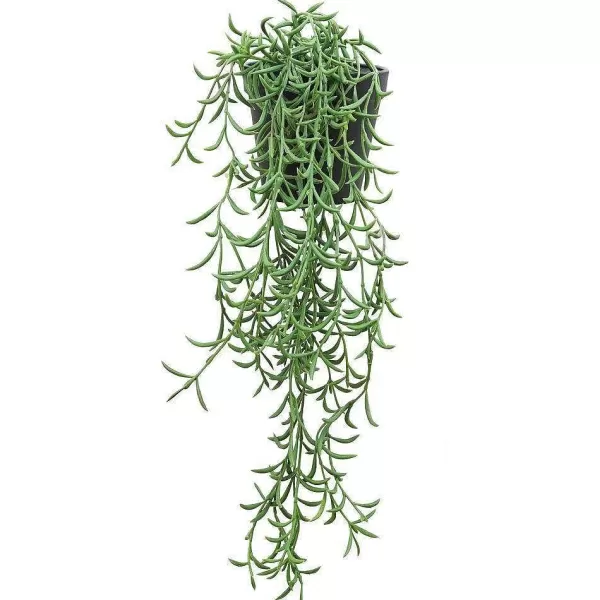 RETIF Succulente Retombante Rhipsalis Cassutha Dans Pot H50/60Cm