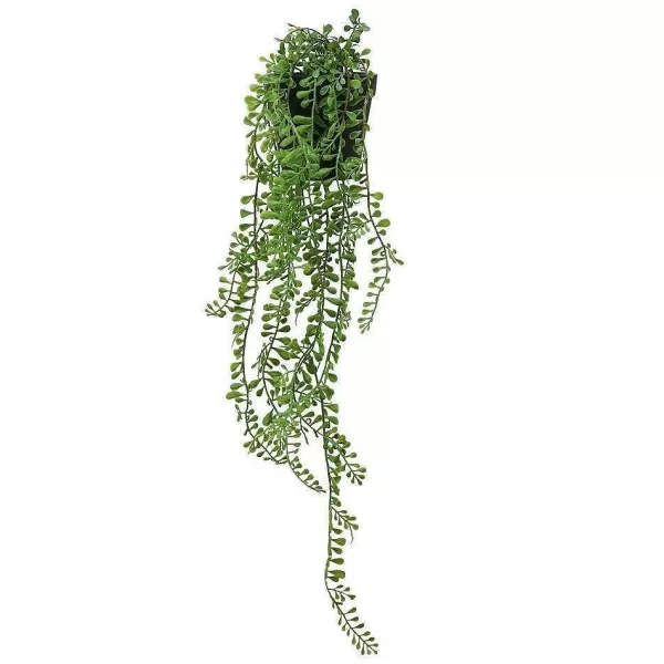 RETIF Succulente Retombante Senecio Herreanus Dans Pot H50/60Cm