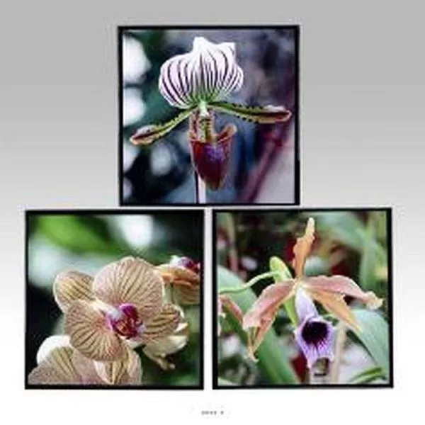 RETIF Tableaux Peinture X3 Orchidees L 40X2 50Xh 40Cm